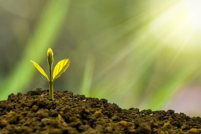 La jeunesse Franco-Allemande unie pour planter 4 500 arbres à Wissembourg